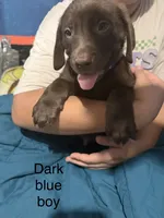 Dark blue boy , a male Labrador Retriever for sale in Peoria, AZ – 1 of 1