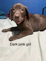 Coco, a female Labrador Retriever for sale in Peoria, AZ – 1 of 2