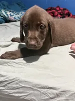 Light green boy , a male Labrador Retriever for sale in Peoria, AZ – 2 of 2