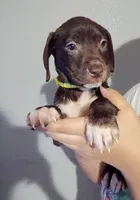 Bella, a female Labrador Retriever for sale in Peoria, AZ – Photo 2 of 3