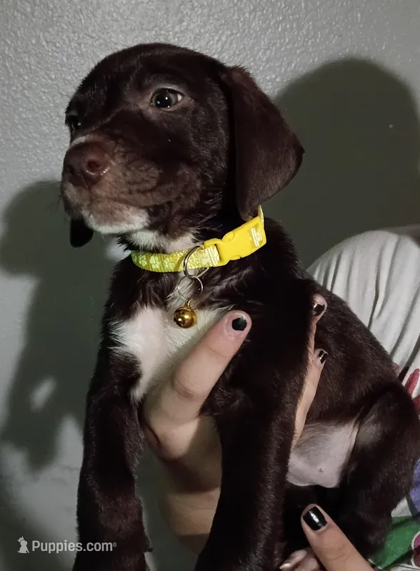 Bella – Labrador Retriever puppy for sale in Peoria, AZ