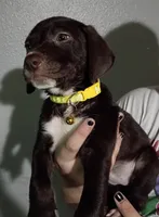 Bella, a female Labrador Retriever for sale in Peoria, AZ – Photo 1 of 3