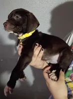 Bella, a female Labrador Retriever for sale in Peoria, AZ – Photo 3 of 3