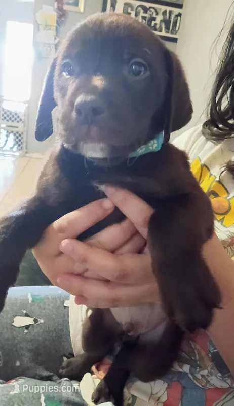 Light blue collar boy 