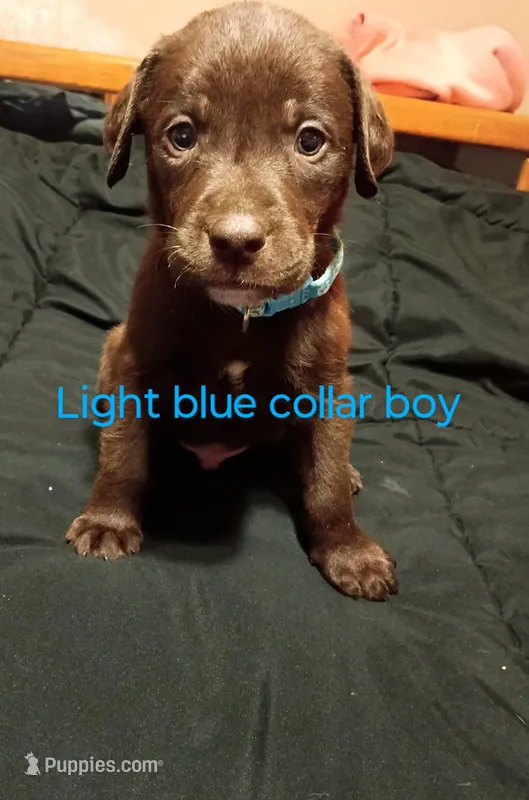 Light blue collar boy 
