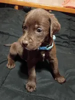 Light blue collar boy , a male Labrador Retriever for sale in Peoria, AZ – Photo 2 of 5