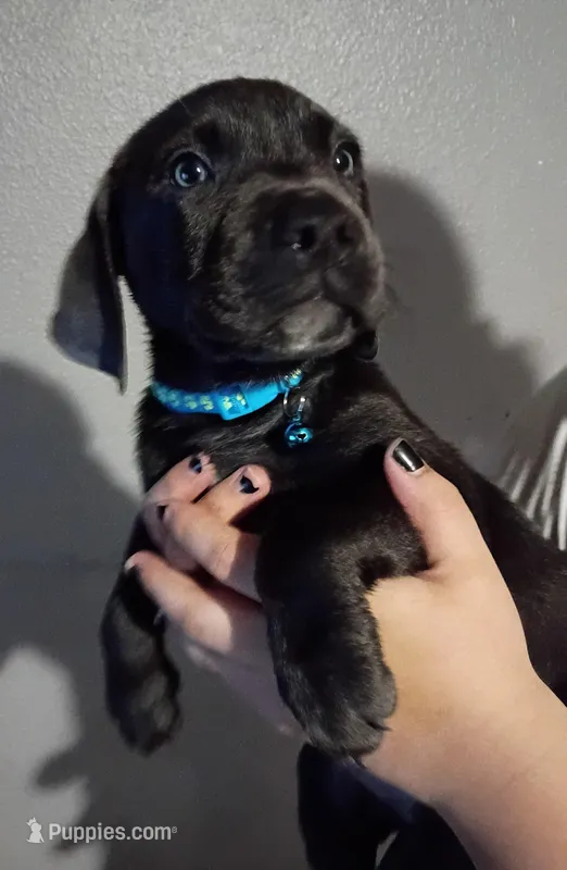 Sunny – Labrador Retriever puppy for sale in Peoria, AZ
