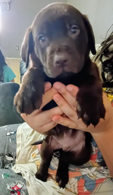 Dark blue collar boy 