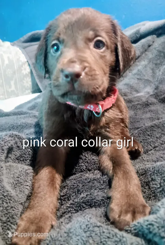 Pink Coral collar girl 