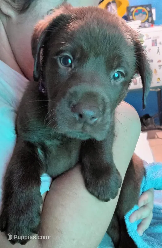 Light purple collar girl 