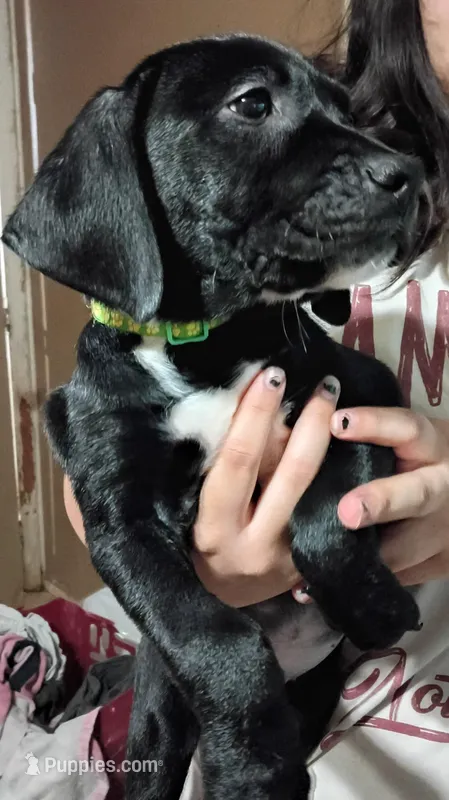 Oreo – Labrador Retriever puppy for sale in Peoria, AZ