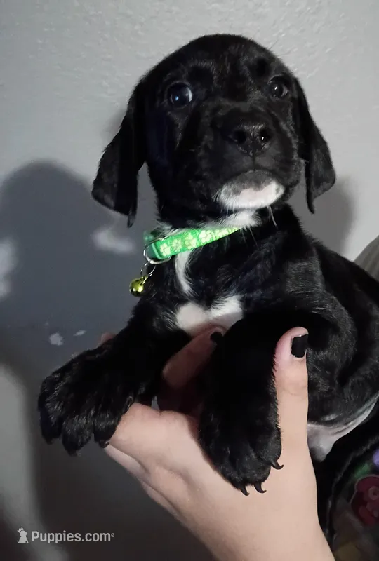 Oreo – Labrador Retriever puppy for sale in Peoria, AZ