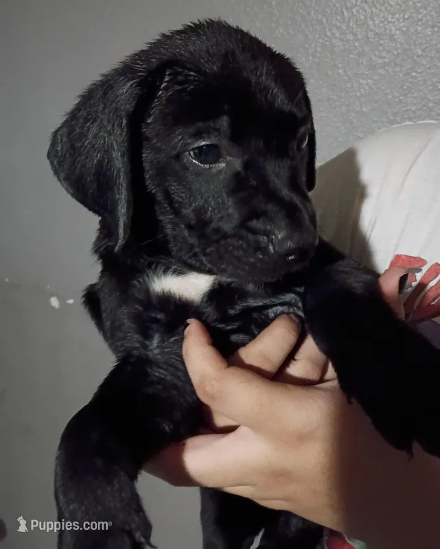 Max – Labrador Retriever puppy for sale in Peoria, AZ