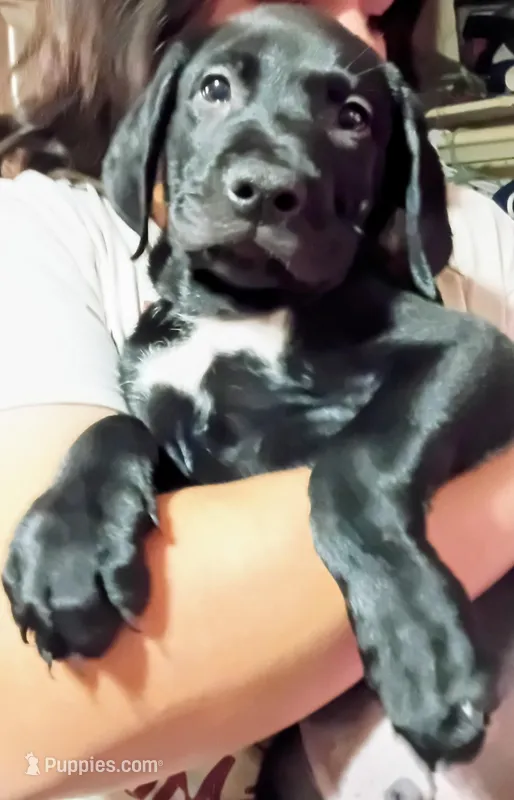 Max – Labrador Retriever puppy for sale in Peoria, AZ