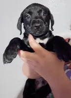 Max, a male Labrador Retriever for sale in Peoria, AZ – Photo 2 of 2