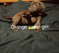 Orange collar girl , a female Labrador Retriever for sale in Peoria, AZ – Photo 2 of 3