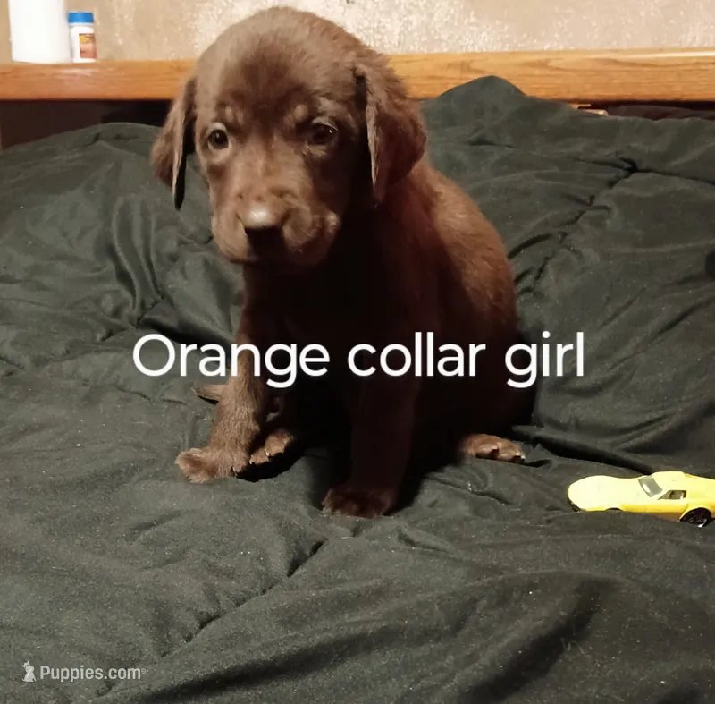 Orange collar girl 