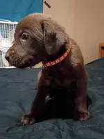 Orange collar girl , a female Labrador Retriever for sale in Peoria, AZ – Photo 3 of 3