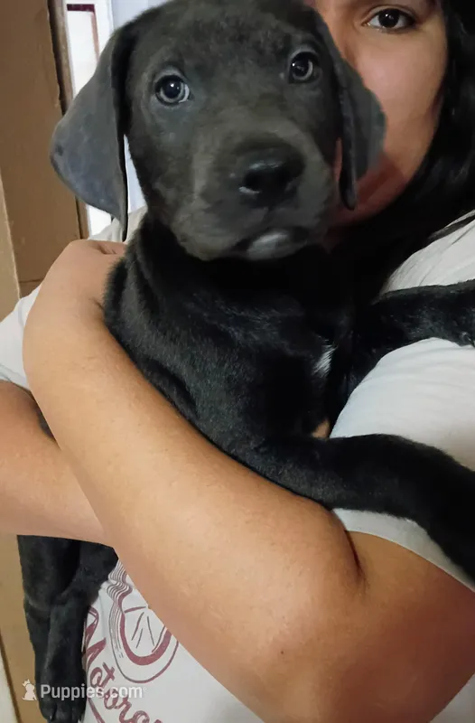Pearl – Labrador Retriever puppy for sale in Peoria, AZ