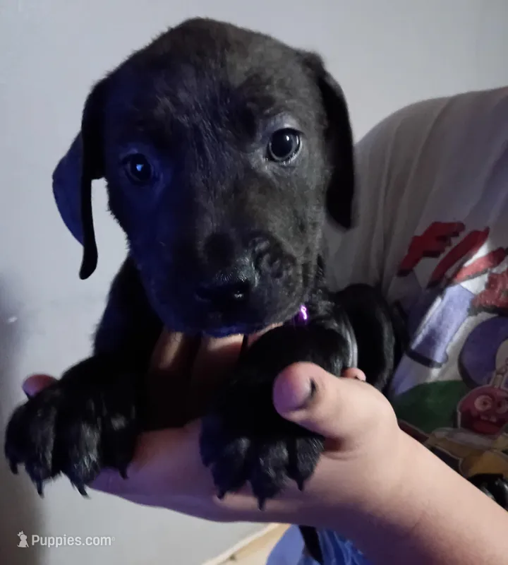 Pearl – Labrador Retriever puppy for sale in Peoria, AZ