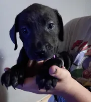 Pearl, a female Labrador Retriever for sale in Peoria, AZ – Photo 1 of 2