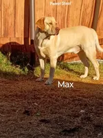 Light blue collar girl , a female Labrador Retriever for sale in Peoria, AZ – Photo 4 of 4