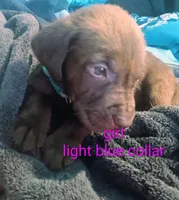 Light blue collar girl , a female Labrador Retriever for sale in Peoria, AZ – Photo 1 of 4