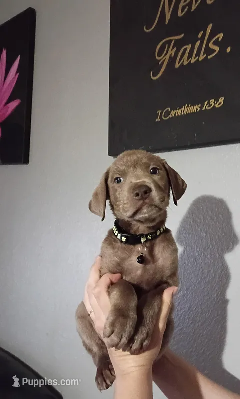 Teddy – Labrador Retriever puppy for sale in Peoria, AZ