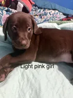 Light pink girl, a female Labrador Retriever for sale in Peoria, AZ – 2 of 2