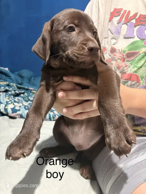 Orange collar boy  – Labrador Retriever puppy for sale in Peoria, AZ