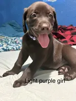 Light purple , a female Labrador Retriever for sale in Peoria, AZ – 1 of 1