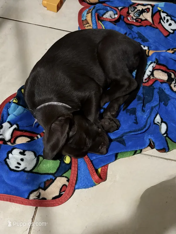 Light purple  – Labrador Retriever puppy for sale in Peoria, AZ