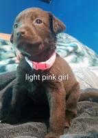 Light pink girl, a female Labrador Retriever for sale in Peoria, AZ – Photo 1 of 4