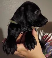 Star, a female Labrador Retriever for sale in Peoria, AZ – Photo 2 of 2