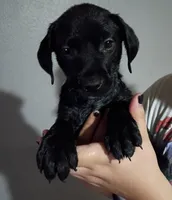 Star, a female Labrador Retriever for sale in Peoria, AZ – Photo 1 of 2