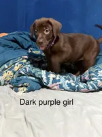 Dark purple girl , a female Labrador Retriever for sale in Peoria, AZ – 2 of 2