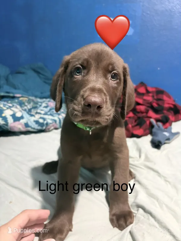Light green boy  – Labrador Retriever puppy for sale in Peoria, AZ