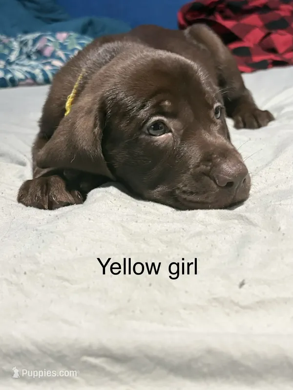 Yellow collar girl – Labrador Retriever puppy for sale in Peoria, AZ