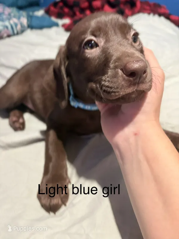 Light blue collar girl  – Labrador Retriever puppy for sale in Peoria, AZ