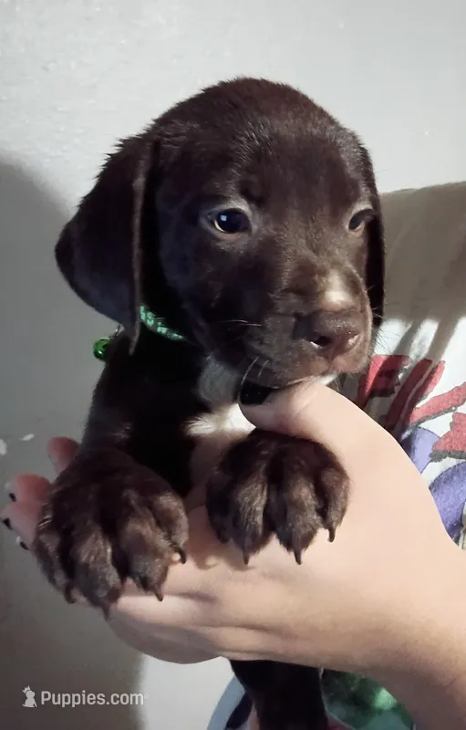 Toby – Labrador Retriever puppy for sale in Peoria, AZ