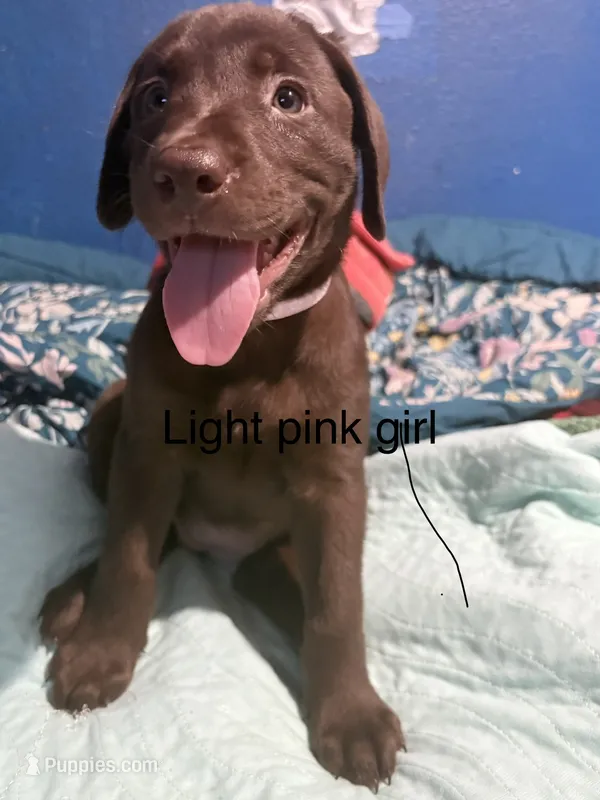 Light pink girl – Labrador Retriever puppy for sale in Peoria, AZ