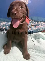 Light pink girl, a female Labrador Retriever for sale in Peoria, AZ – 1 of 2