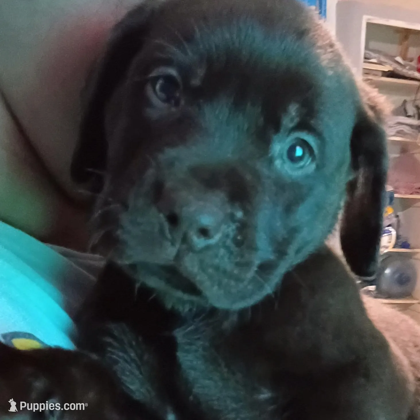 Dark purple collar girl 