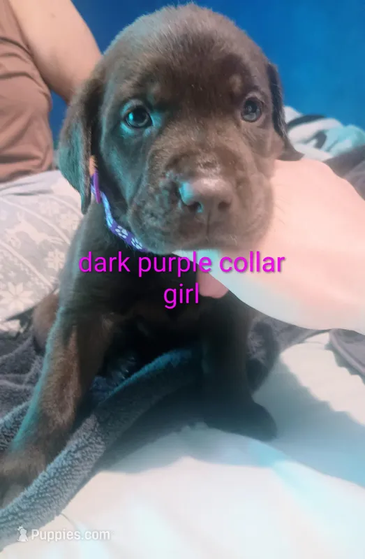 Dark purple collar girl 