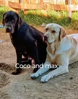 Dark purple collar girl , a female Labrador Retriever for sale in Peoria, AZ – Photo 3 of 4