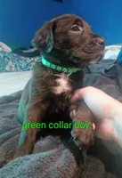 Green collar boy , a male Labrador Retriever for sale in Peoria, AZ – Photo 1 of 4