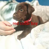 Red collar boy , a male Labrador Retriever for sale in Peoria, AZ – Photo 1 of 4