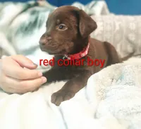 Red collar boy , a male Labrador Retriever for sale in Peoria, AZ – Photo 1 of 4