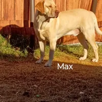 Red collar boy , a male Labrador Retriever for sale in Peoria, AZ – Photo 4 of 4