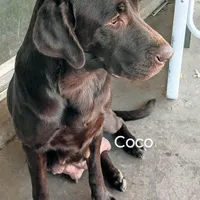 Red collar boy , a male Labrador Retriever for sale in Peoria, AZ – Photo 2 of 4